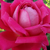 Różowy  - Róża wielkokwiatowa - Hybrid Tea - Freiheitsglocke®